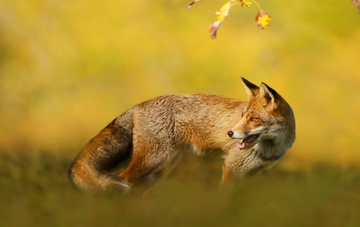 Jagdschule_Goettingen_Fuchs-Jagd_Schiessstand