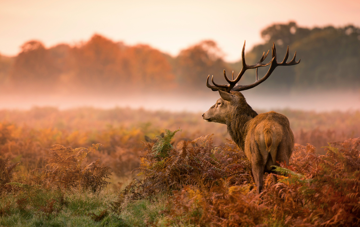 Jagdschule_Goettingen_Hirsch_im_Feld