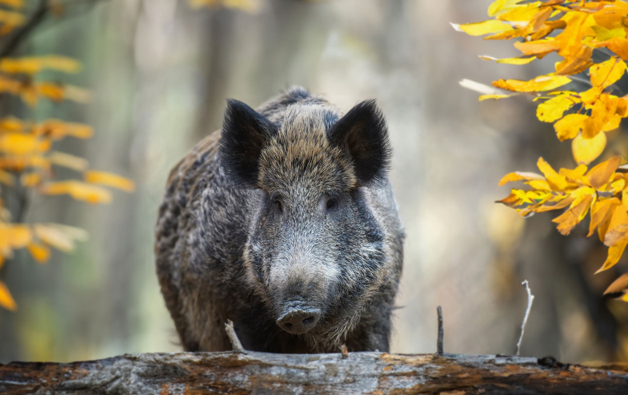 Jagdschule_Goettingen_Jagdausbildung_Wildschwein